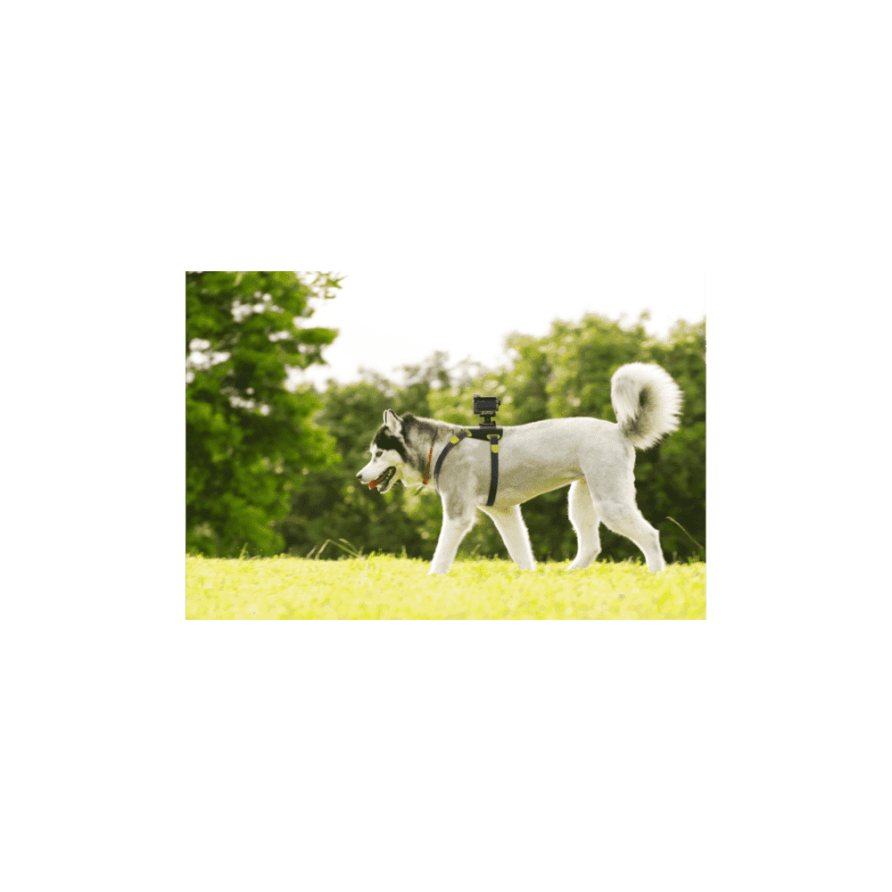 AKA-DM1 Dog Harness For Action Cam, , product-image