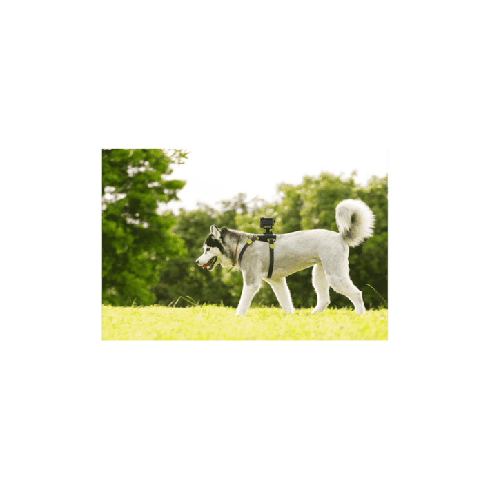 AKA-DM1 Dog Harness For Action Cam, , product-image